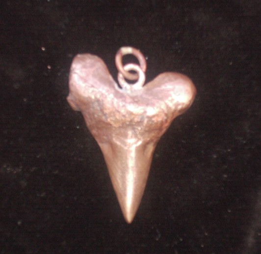 Fossiler Haifischzahn Bronze